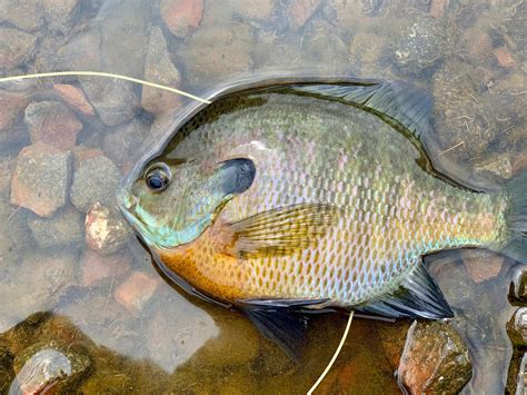 bluegill fish|Bluegill .